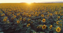 Aerial View Over Sunflowers Field On Sunset Background