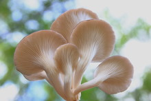 Oyster Mushroom Growing  And Bokeh Green Background,Fresh Oyster Mushroom Growing Is Production Farm,