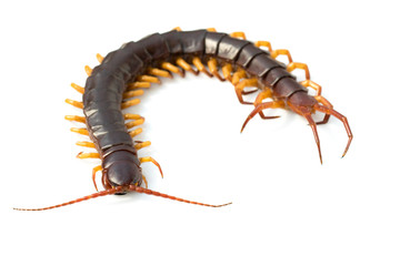 Wall Mural - Image of centipedes or chilopoda isolated on white background. Animal. Poisonous animals.