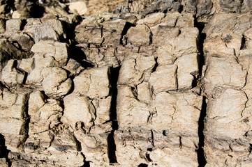 burnt tree trunk texture