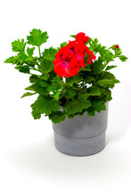 Pelargonium Red In Pots On A White Background Garden Geranium Pelargoniums With Buds On A White Background