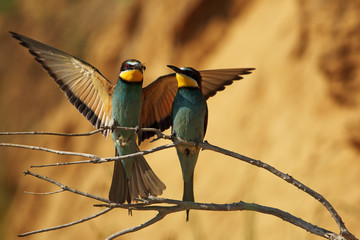 Wall Mural - practicing on a branch pair dancing