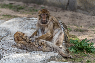 Barbary duo sitting on a rock in a zoo