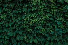Fresh Green Leaves Covering The Wall. Natural Green Background From Young Green Leaves.