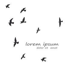 Wall Mural - silhouette of a flock of flying birds