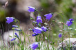 Wild bluebells in the mountains in summer