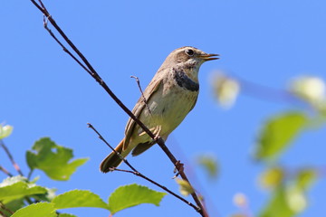 Wall Mural - Luscinia svecica pallidogularis. Beautiful female bluethroats in the summer on the background of blue sky