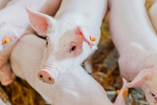 Young Piglets In Agricultural Livestock Farm