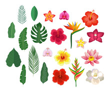 Tropical Flowers And Leaves, Collection Isolated Elements. Vector Illustration Design Template In Flat Style