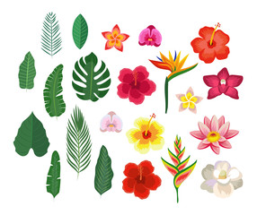 tropical flowers and leaves, collection isolated elements. vector illustration design template in fl