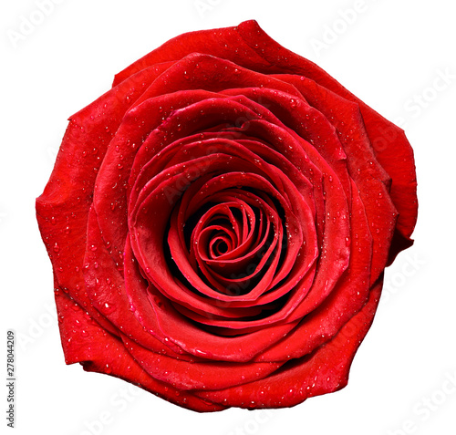 flower rose petal blossom red nature beautiful background