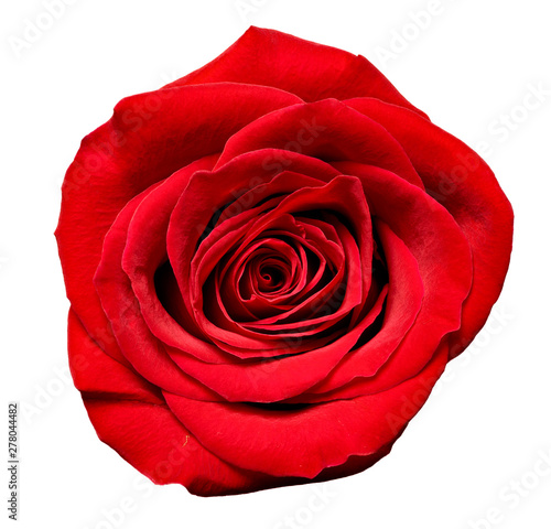 flower rose petal blossom red nature beautiful background