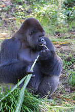Silver Back Male Lowland Gorilla Eating