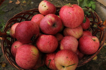 red ripe juicy apples in a wooden wicker basket, natural healthy organic food, your garden, vegetarian