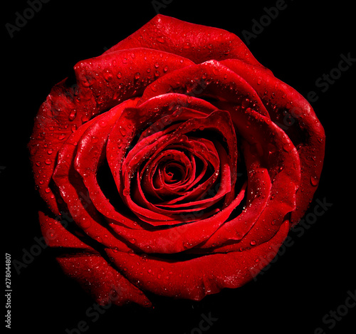 flower rose petal blossom red nature beautiful background