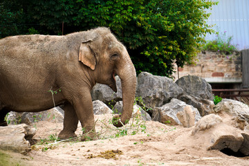 Happy Elephant