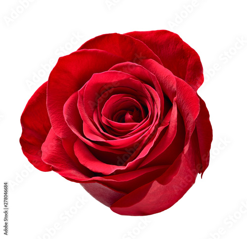 flower rose petal blossom red nature beautiful background