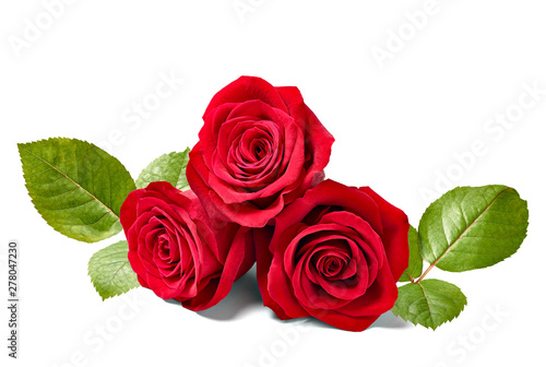 flower rose petal blossom red nature beautiful background