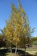 Young birches with yellow leaves in autumn