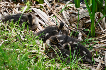 Canvas Print - Young ducklings outside at the reeds.