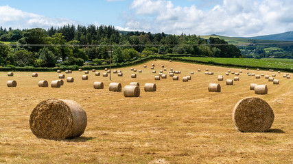 Golden farmland field with round straw and hay bales after the crop harvest. Summer Irish countryside scene. Rural haystack landscape in County Wicklow, Ireland.