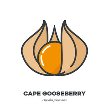 Cape Gooseberry Fruit Icon, Filled Outline Style Vector
