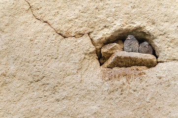 Two pigeons standing still in their nest at Fairy Chimneys Peri Bacalari in Avanos Urgup Goreme Cappadocia Turkey