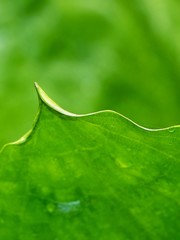 Poster - Large Green Leaf