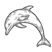 Dolphin Jumping From Water Sketch Engraving Vector Illustration. Scratch Board Style Imitation. Hand Drawn Image.