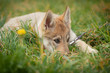 Czechoslovakian wolf cub on the grass, close up