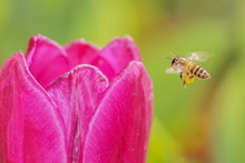 A Little Honey Bee Flying To Pink Tulip Flower.