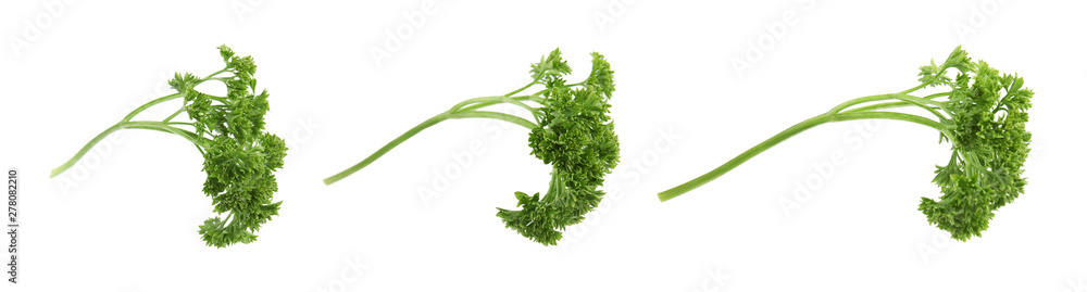 Set of fresh green parsley on white background - obrazy, fototapety, plakaty 