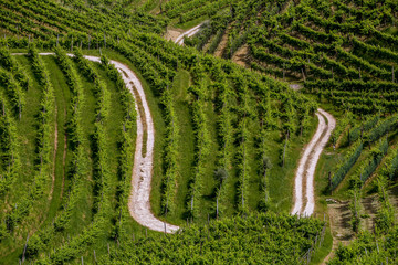 Path between vineyards