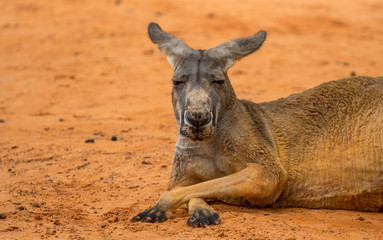 Wall Mural - Kangaroo in the Sand 