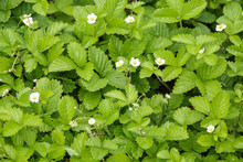 Wild Strawberry Plant With Green Leafs And Ripe Red Fruit - Fragaria Vesca.