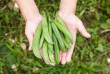 Child In His Hands Holds Pods Of Green Peas On A Farm Field