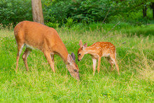 Mother And Baby Deer - Fawn And Doe - Together In The Forest