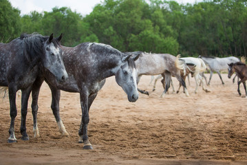 Poster - Free horses by the river