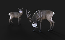3d Illustration Of Mule Deer Wildlife In The American West Isolate On Black Background With Clipping Path