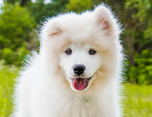 Funny Samoyed Puppy Dog On The Green Grass