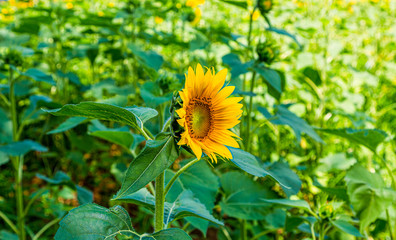 An image from a beutiful summer field full of bright yellow and green sunflowers