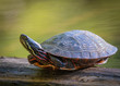Painted Turtle - Chrysemys Picta - Resting 