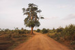 © Jessica May/Scopio - single tall in forest