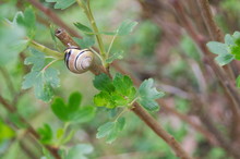 A Snail On A Tree In Our Garden