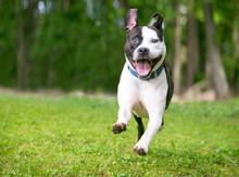 A Happy Black And White Pit Bull Terrier Mixed Breed Dog Running And Playing Outdoors