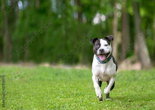 A Hy Black And White Pit Bull Terrier Mixed Breed Dog Running A Hy Black And White Pit Bull
