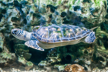Wall Mural - green sea turtle swims underwater