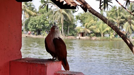 eagle