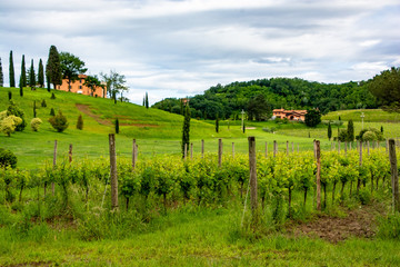 Wall Mural - Collio vineyards