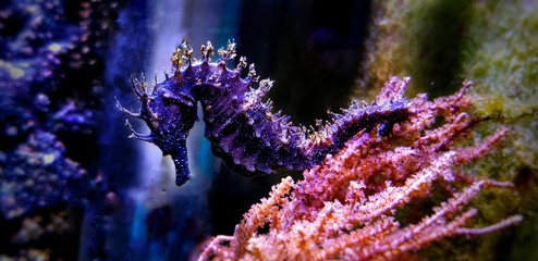 Sticker - Profile of Mediterranean Seahorse in Saltwater aquarium tank - Hippocampus guttulatus